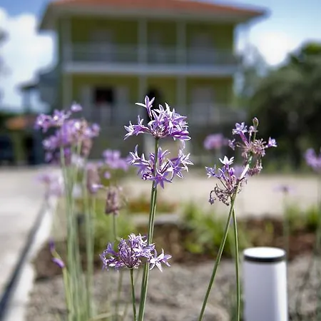 Olivegrove House